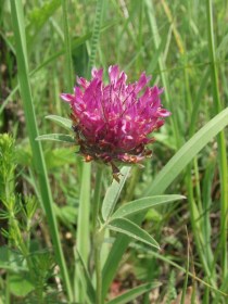 Hügel-Klee, Trifolium alpestre, etnobotanika